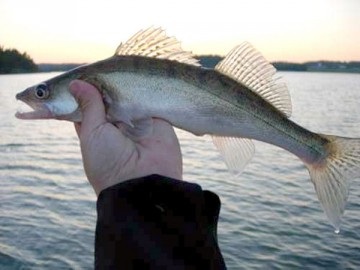 Dam - nyári halászat a feeder és úszó jelentések felülvizsgálata csali és kezelni a finn öböl helyekre