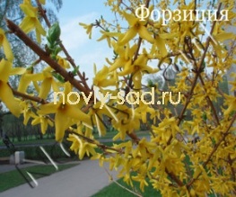 Díszcserjék (díszítő) díszcserjék