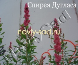 Díszcserjék (átmérő felnőtt bokor) díszcserjék