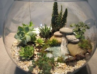 Florarium köze a saját kezét a akvaiuma (florarium a kezét zamatos növény akvárium moha virágok üvegedénybe) Florarium köze a saját kezét a akvaiuma