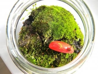 Csinál a saját kezébe florarium akvaiuma a (saját) Florarium köze a saját kezét a akvaiuma