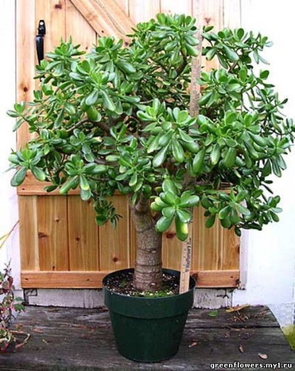Pénz fa - hogyan nőnek bonsai belőle Kamenskoe (Ball)