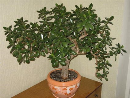Pénz fa - hogyan nőnek bonsai belőle Kamenskoe (Ball)