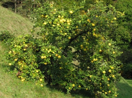 Birsalmafára (fa) birsalmafára