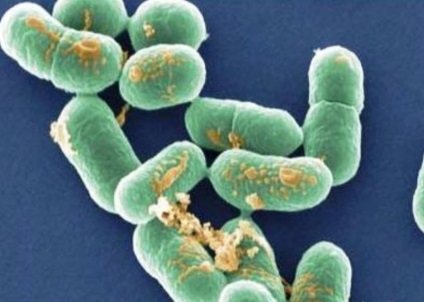Diagnózisa és kezelése listeriosis kutyák és macskák (kezelés) Diagnózisa és kezelése listeriosis kutyák és macskák