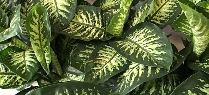 Dieffenbachia - miért nem tartja otthon