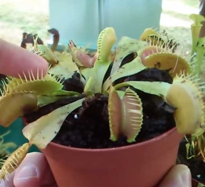 Dionaea Vénusz légycsapója (harmatfű) ápolási otthon