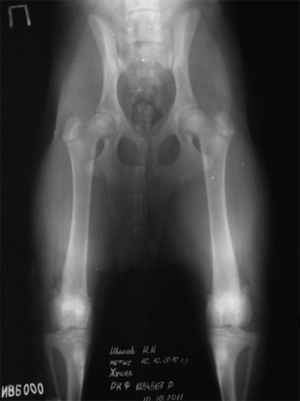 Dysplasia, diszplázia vizsgálat, ellenőrizze a diszplázia, hd (diszpláziás kutyák követelmények) Dysplasia, diszplázia vizsgálat, ellenőrzés, dysplasia, hd
