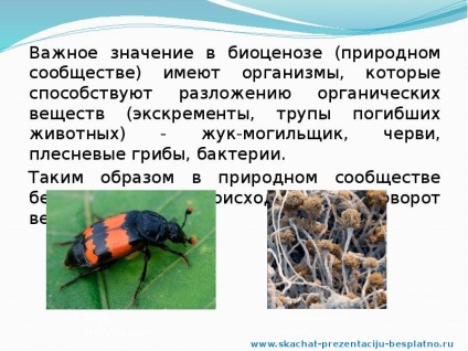 A jelentés a nemzeti közösségek (Slide prezentáció) A jelentés a nemzeti közösségek