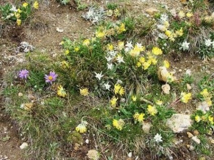 Edelweiss Alpine - hegyi virág a kertben, növekvő, fotó, nyári napon rezidens (kert) Edelweiss Alpine - hegyi virág a kertben, növekvő, fotó, nyári napon rezidens