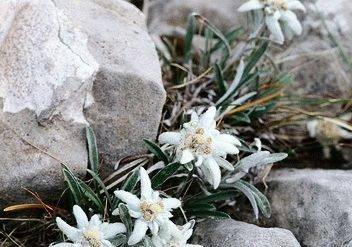 Edelweiss Alpine - hegyi virág a kertben, növekvő, fotó, nyári napon rezidens (fotó) Edelweiss Alpine - hegyi virág a kertben, növekvő, fotó, nyári napon rezidens