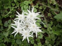 Edelweiss Alpine - hegyi virág a kertben, növekvő, fotó, nyári lakok nap (nap) Edelweiss Alpine - hegyi virág a kertben, növekvő, fotó, nyári napon rezidens