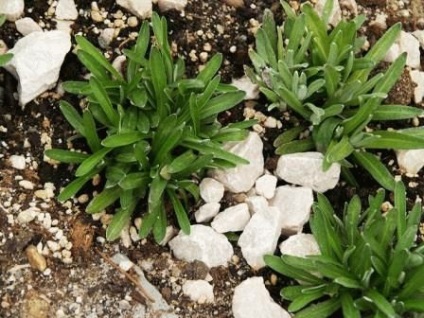 Edelweiss Alpine - hegyi virág a kertben, növekvő, fotó, nyári napon rezidens (kert) Edelweiss Alpine - hegyi virág a kertben, növekvő, fotó, nyári napon rezidens