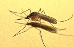 Az illóolaj szúnyogok a gyerekek számára (olaj) Az illóolaj szúnyogok a gyerekek