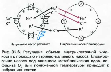Elektrolit-egyensúly a test (a só) Elektrolit egyensúly a szervezetben