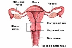 Az endometriózis méh tünetek és a kezelés