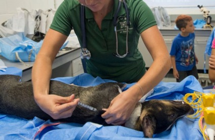 Az enteritisz a kutyáknál a tünetek és a kezelés, megelőzés, „adni mancs”