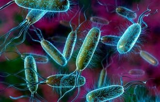 Escherichia coli kezelés - gyönyörű divat