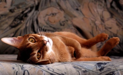 Ha a macska le, vagy jelöljük ki a kanapén, hogy a szaga a kanapén még lehet - lifehack, hogyan kell tisztítani,