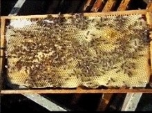 Ha nincs föld, és a méz betakarítás megkezdődik, mit kell tenni (a méhek szaporodnak) Ha nincs föld, és a méz betakarítás megkezdődik, mit kell tenni