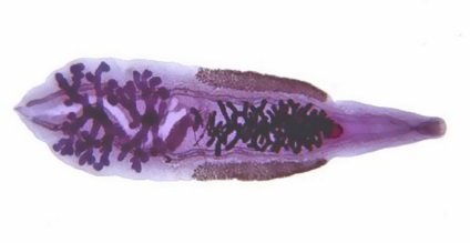 Van egy csuka opisthorchiasis és lehet fertőzött evés beteg hal