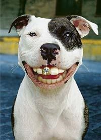 Ez egy szörnyű szó fogorvos - kutya fogai, kutya kanálfogak, a kutya fogfájás szerző Elena