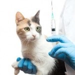 Evinton cat utasítás megfelelője az állatgyógyászatban, ár, áttekintésre, leírással, és ellenjavallatok (evinton) Evinton cat utasítás megfelelője az állatgyógyászatban, ár, áttekintésre, leírással, és ellenjavallatok