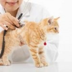 Evinton cat utasítás megfelelője az állatgyógyászatban, ár, áttekintésre, leírással, és ellenjavallatok (macska) Evinton cat utasítás megfelelője az állatgyógyászatban, ár, áttekintésre, leírással, és ellenjavallatok