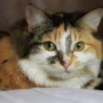 Evinton cat utasítás megfelelője az állatgyógyászatban, ár, áttekintésre, leírással, és ellenjavallatok (oktatás) Evinton cat utasítás megfelelője az állatgyógyászatban, ár, áttekintésre, leírással, és ellenjavallatok