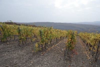 Európai Dél-magyar lakosság, az ipar és a mezőgazdaság (ipar) Európai Dél-magyar lakosság, az ipar és a mezőgazdaság