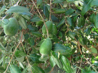 Feijoa termesztés nyílt terepen, reprodukciós feijoa