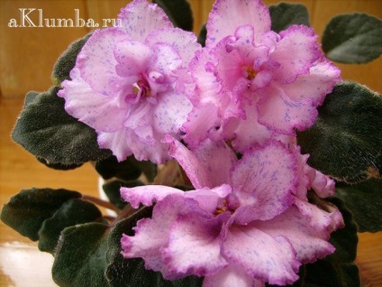 Violet otthoni gondozást, a titkait növekvő ibolya (belföldi) Violet otthoni gondozást, a titkait növekvő ibolya