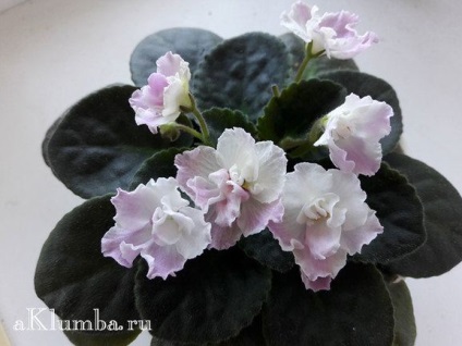 Violet otthoni gondozást, a titkait növekvő ibolya (viola) Violet otthoni gondozást, a titkait növekvő ibolya