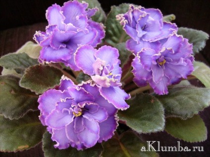 Violet otthoni gondozást, a titkait növekvő ibolya (idősek otthonában) Violet otthoni gondozást, a titkait növekvő ibolya