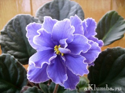 Violet otthoni gondozást, a titkait növekvő ibolya (idősek otthonában) Violet otthoni gondozást, a titkait növekvő ibolya