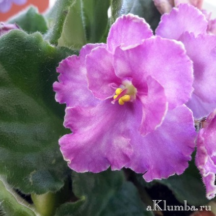 Violet otthoni gondozást, növekvő ibolya titkok (titkok) Violet otthoni gondozást, a titkait növekvő ibolya
