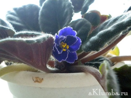 Violet otthoni gondozást, a titkait növekvő ibolya (viola) Violet otthoni gondozást, a titkait növekvő ibolya