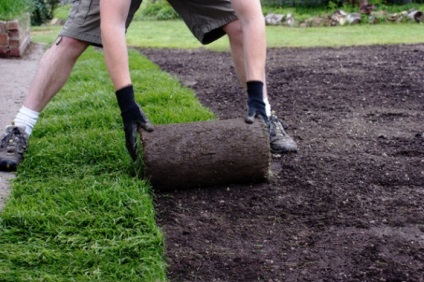 Lawn saját kezével az országban -, hogyan lehet (fotókkal)