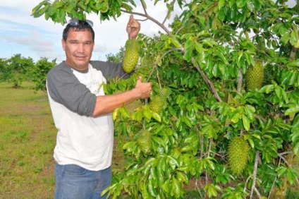 Amennyiben növekszik guanabana guanabanu hogyan növekszik az otthoni