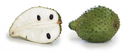 Amennyiben növekszik guanabana guanabanu hogyan növekszik az otthoni (home) Amennyiben növekszik guanabana guanabanu hogyan növekszik az otthoni