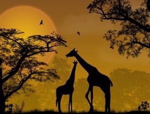 Hol vannak a zsiráfok zsiráfok milyen élőhely és hogyan alkalmazkodni hozzá