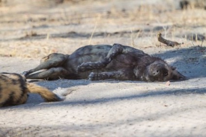 Afrikai vadkutya, vagy az afrikai vad kutya (25 fotó)