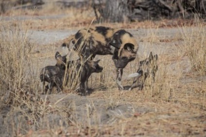 Afrikai vadkutya, vagy az afrikai vad kutya (25 fotó)