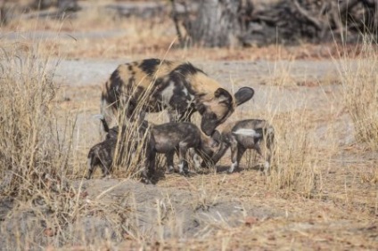 Afrikai vadkutya, vagy az afrikai vad kutya (25 fotó)