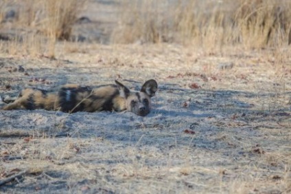 Afrikai vadkutya, vagy az afrikai vad kutya (25 fotó)