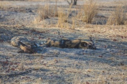 Afrikai vadkutya, vagy az afrikai vad kutya (25 fotó)