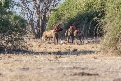 Afrikai vadkutya, vagy az afrikai vad kutya (25 fotó)