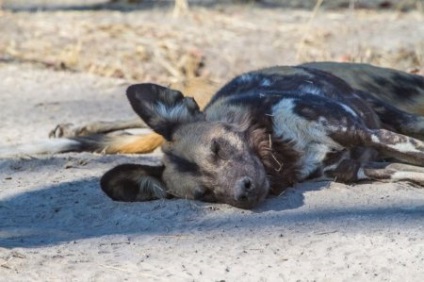 Afrikai vadkutya, vagy az afrikai vad kutya (25 fotó)