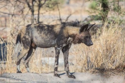 Afrikai vadkutya, vagy az afrikai vad kutya (25 fotó)