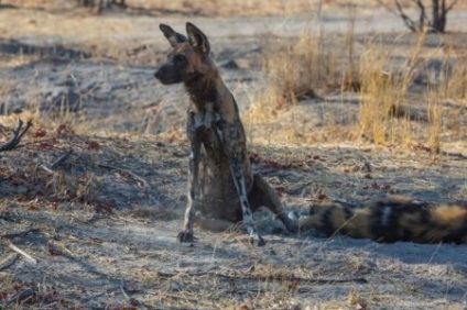 Afrikai vadkutya, vagy az afrikai vad kutya (25 fotó)